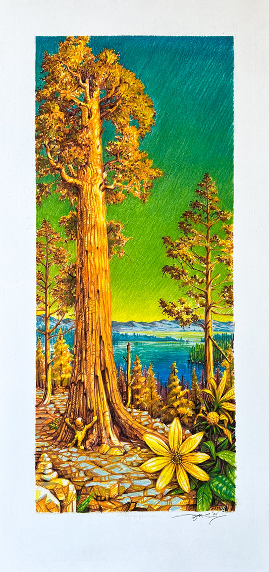 AJ Masthay "Sequoia" Color Drawing - OG