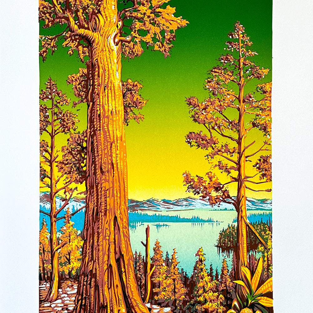 AJ Masthay "Sequoia" Golden Hour Edition