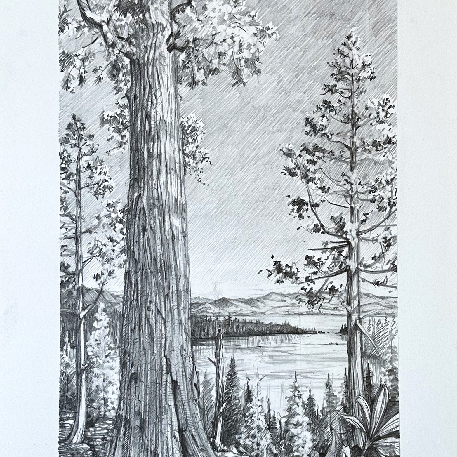 AJ Masthay "Sequoia" Graphite Drawing - OG