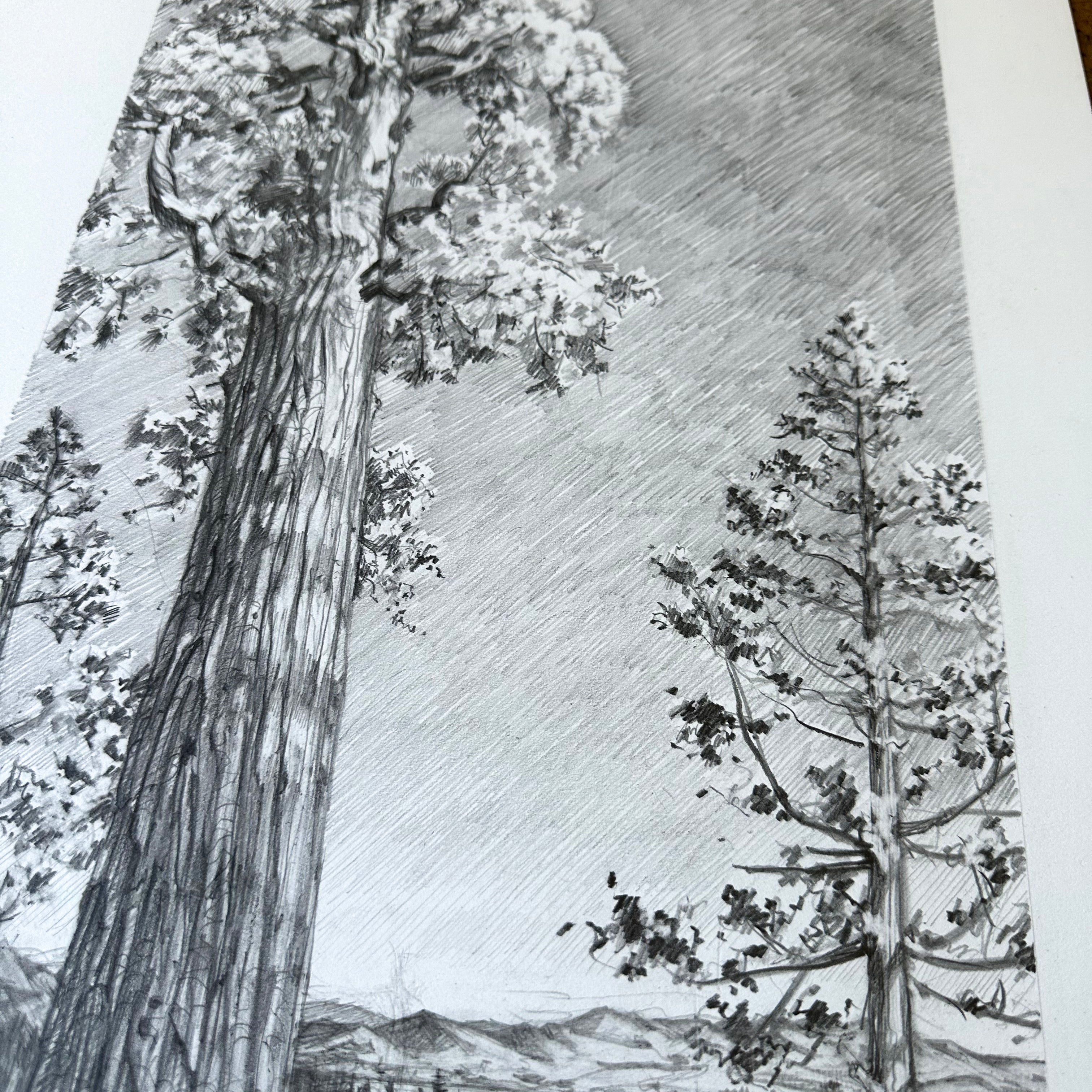AJ Masthay "Sequoia" Graphite Drawing - OG