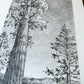 AJ Masthay "Sequoia" Graphite Drawing - OG