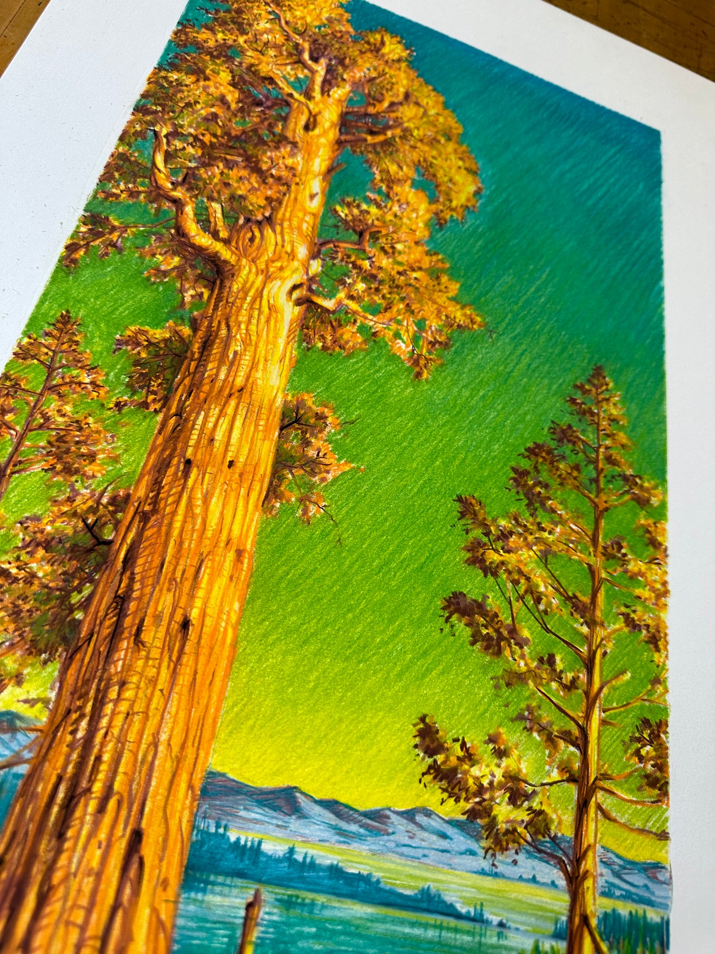 AJ Masthay "Sequoia" Color Drawing - OG
