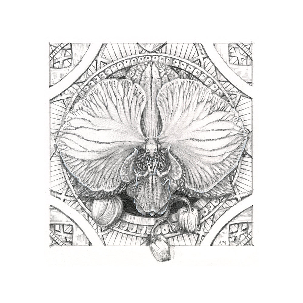 AJ Masthay "Phalaenopsis" Graphite