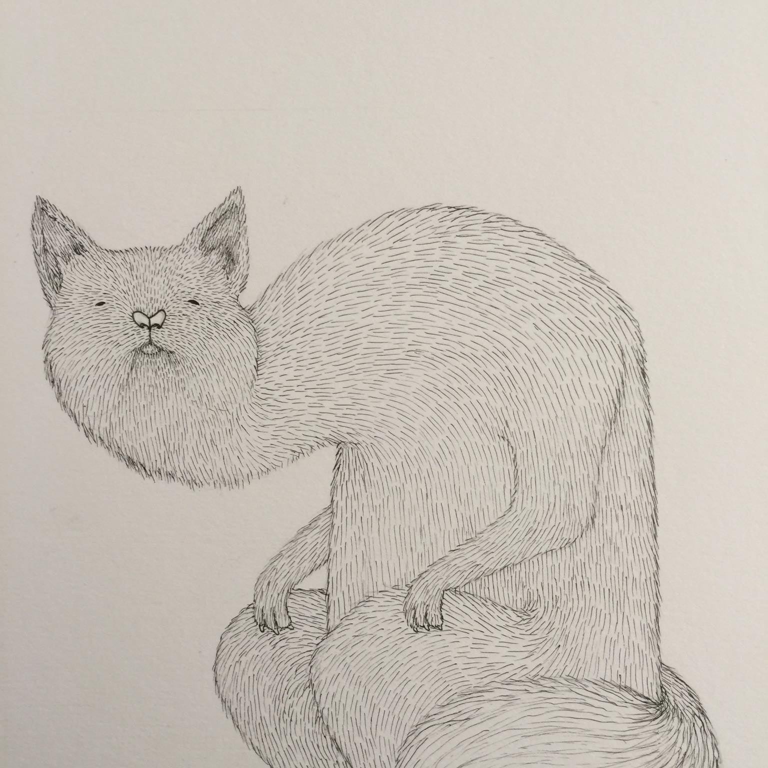 Bisser "Lazy Cat" OG