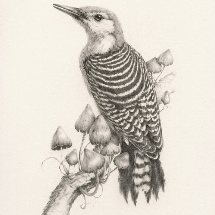 Vanessa Foley "Rosy Breasted Woodpecker"
