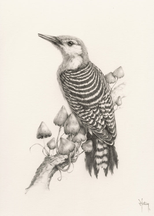 Vanessa Foley "Rosy Breasted Woodpecker"