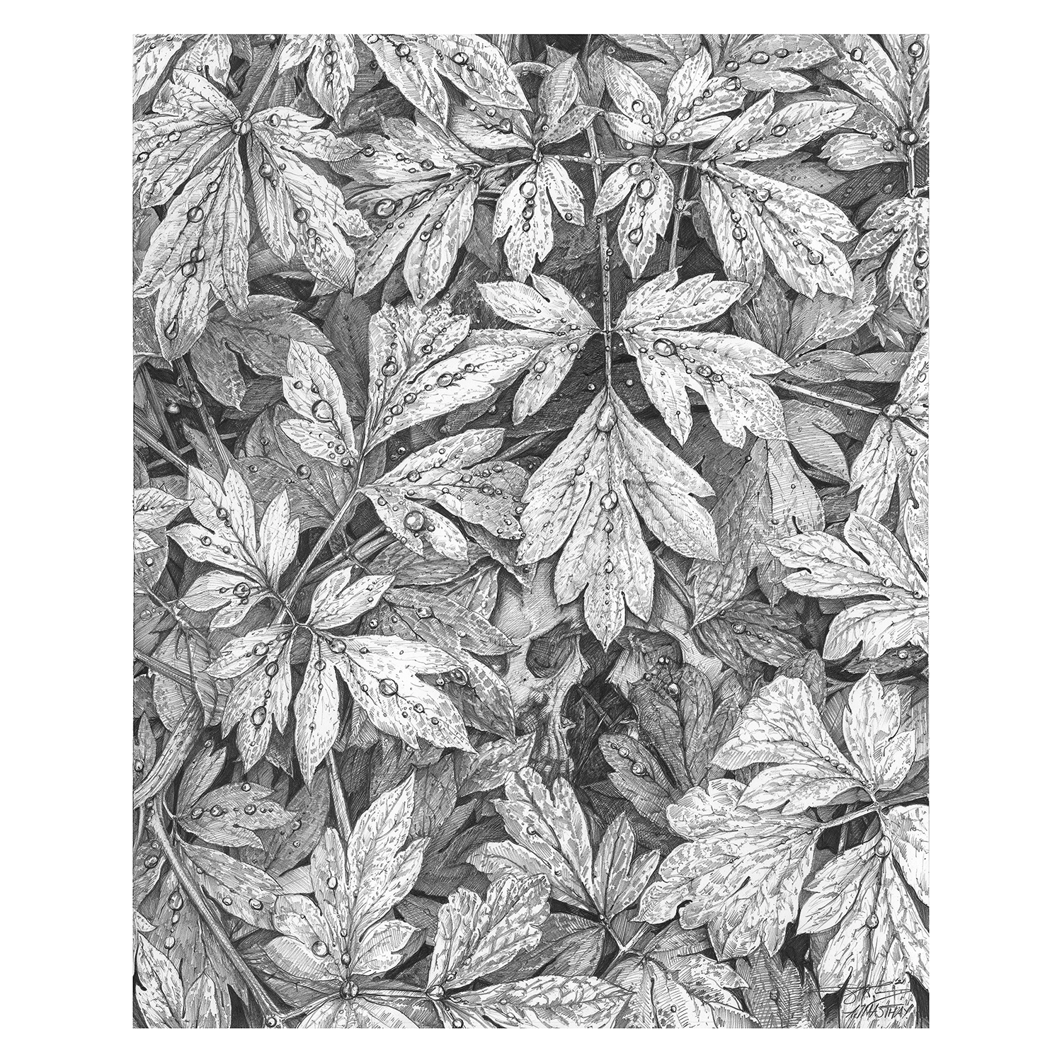 AJ Masthay "Morning Dew" Graphite