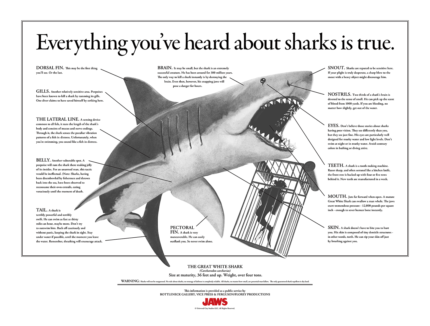 Florey "Jaws - Infographics"