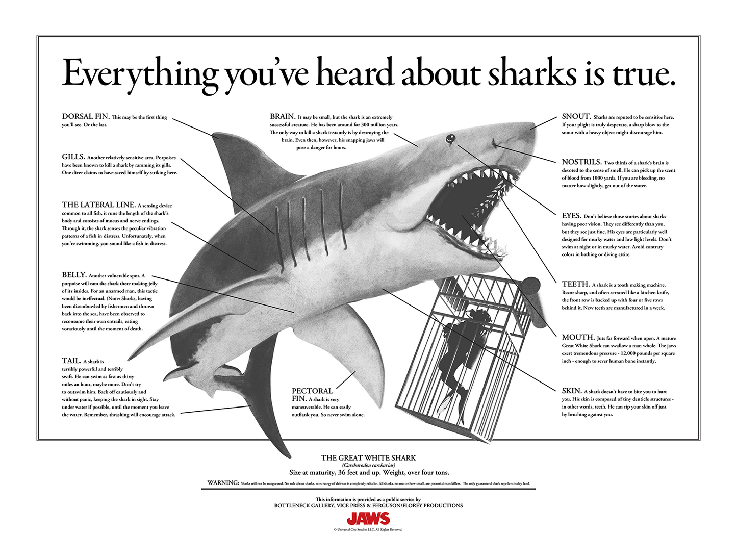 Florey "Jaws - Infographics"