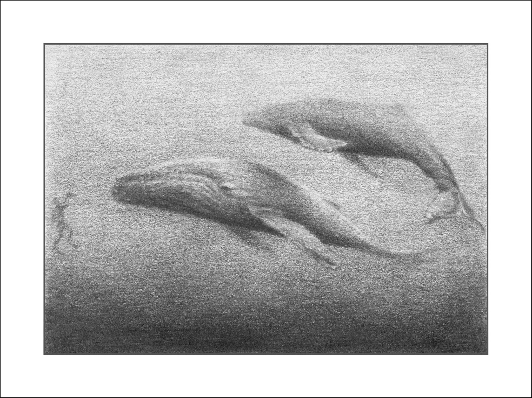 David Welker "Whales"