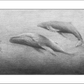David Welker "Whales"